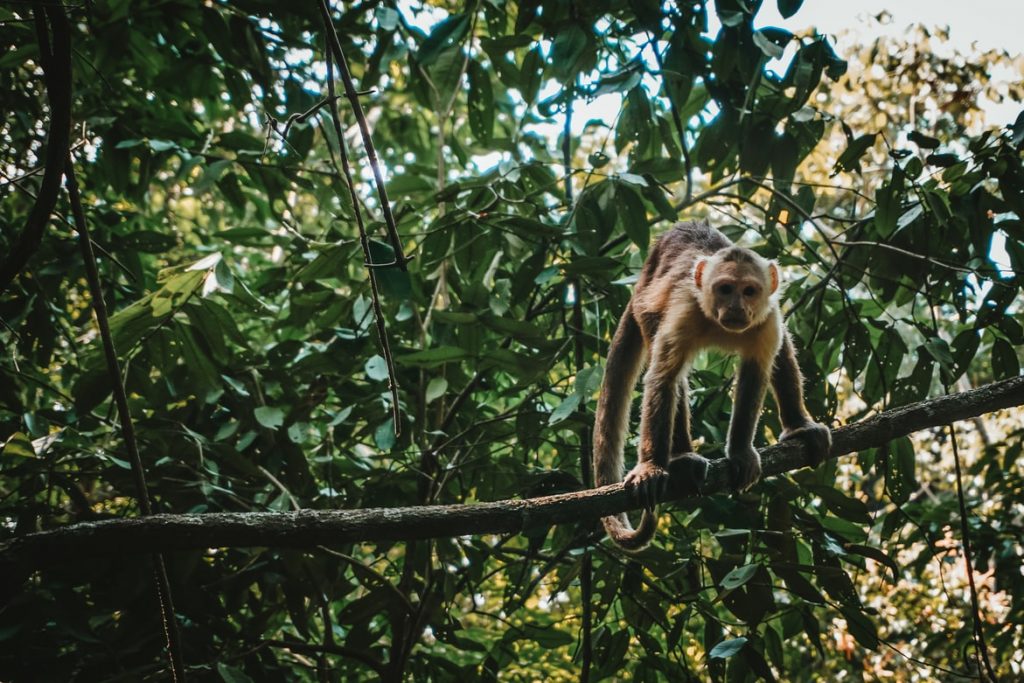 maimuta din amazon ce poate fi salvata prin dieta vegana