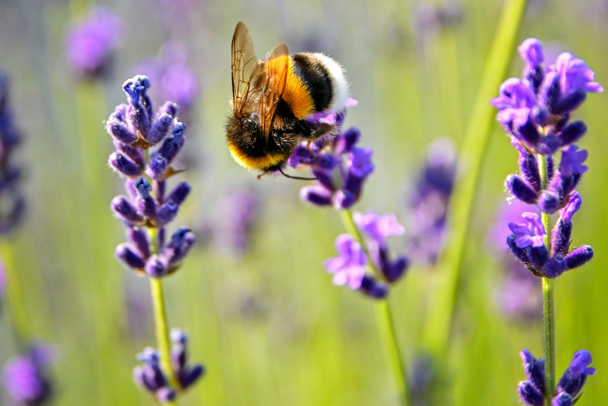 Totul despre albine: importanța pentru ecosistem, factori care cauzează declinul și cum le putem proteja